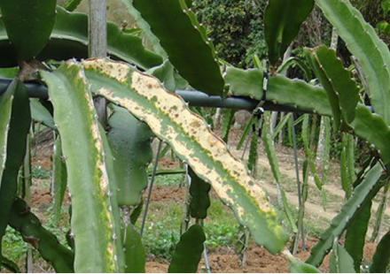 國姓鄉火龍果園田間輔導