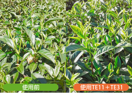 如何讓過度採收的茶樹恢復健康生長？