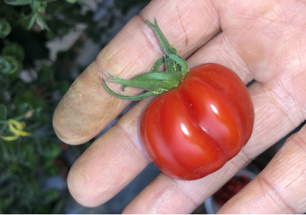 如何正確判斷是瘋欉還是營養缺乏？ 避免小番茄畸形果實的方法