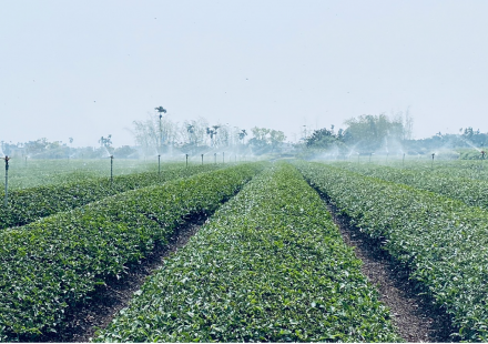 利用高效葉面肥的操作，可大幅提升中低海拔的茶葉品質