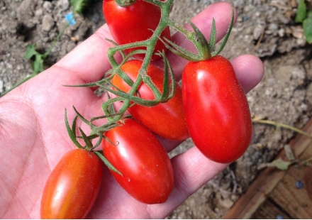 小番茄施肥指南：冬天這樣種小番茄，可以同時提升品質和產量