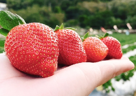 草莓專家栽培的秘訣：種植全期肥料使用說明