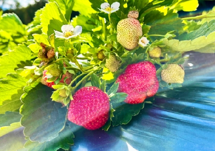草莓栽培管理:幫助草莓開花結果,提升產量及品質