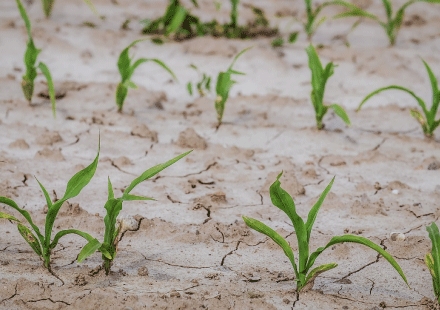 一開春就遇到乾旱，要如何提供苗期養分，讓作物順利渡過缺水危機？
