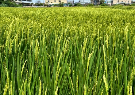 農神系列讓你的水稻穗粒飽滿、穗量充足