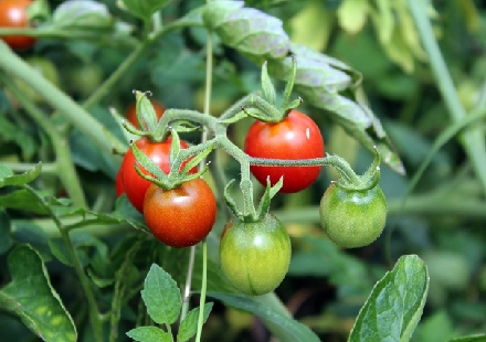 夏季熱浪襲來！如何在溫室中種出健康小番茄？
