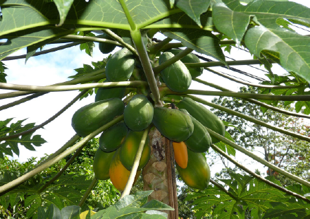 木瓜施肥秘訣大公開：從根系到開花，這樣提升木瓜產量和品質