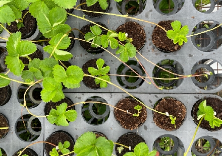 草莓苗需要哪些關鍵養分？讓肥料成為草莓育苗的推手