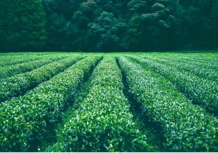 天然無毒蟲害防治：茶皂素的綠色魔法