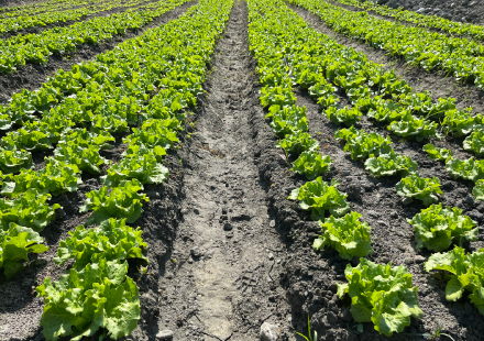 種菜達人分享：提升冬季葉菜產量的施肥方式