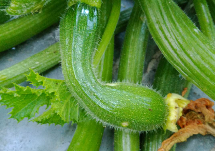 避免畸形果：小黃瓜、櫛瓜、絲瓜的質量提升指南
