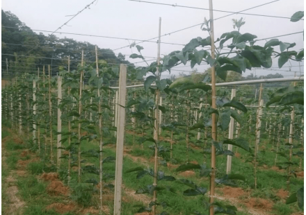 百香果使用過量氮肥，反而造成營養缺乏？