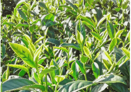 如何讓過度採收的茶樹恢復健康生長？