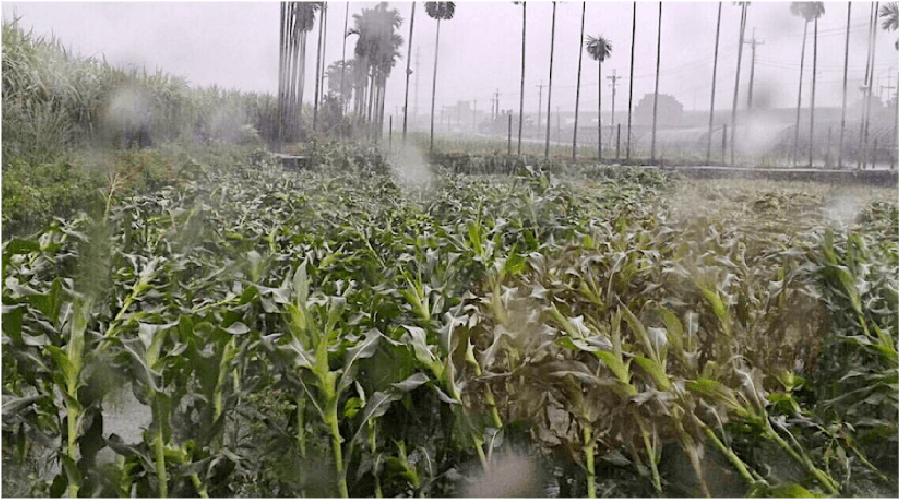 過量施肥易造成植株生長勢不佳，經不住風雨而倒伏。