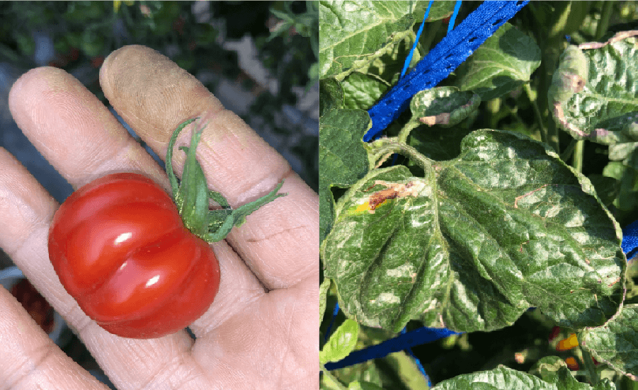 當土壤根系無法提供充足鈣硼,會造成小番茄果實畸形、葉片凹凸捲曲