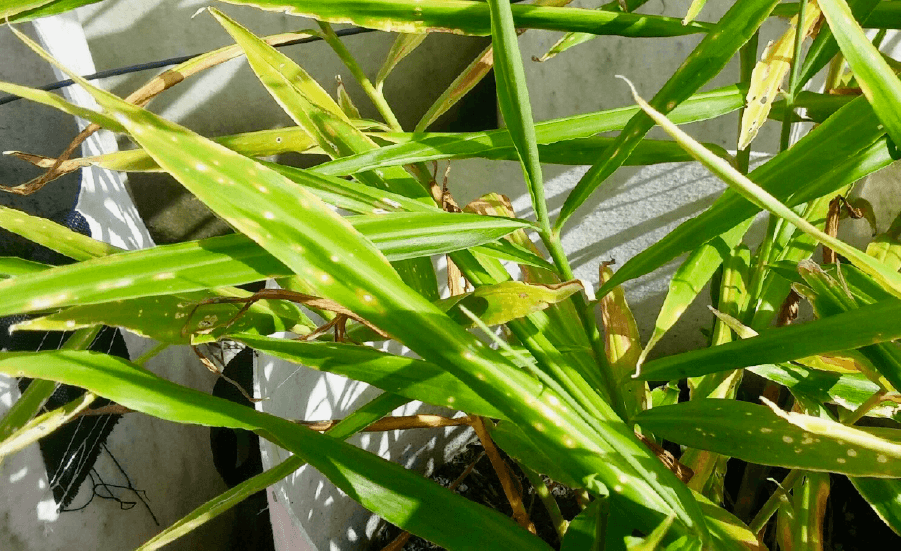使用美植袋種植,仍有病害感染的問題。