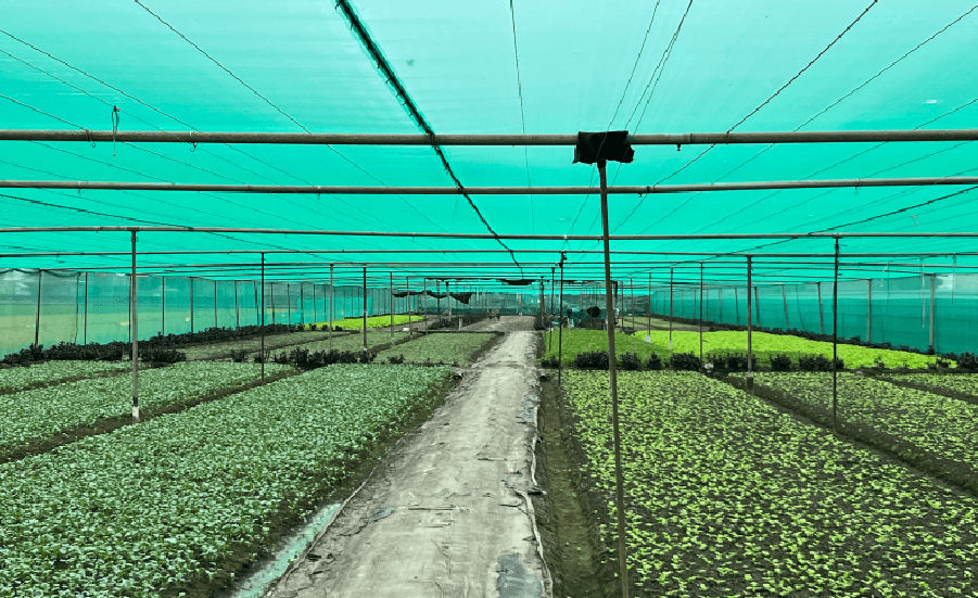 搭建溫網室避免葉菜苗期蟲鳥侵害。