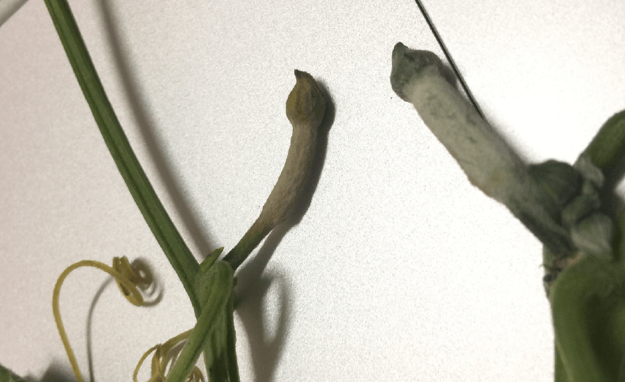 連續大雨後,作物發生落花落果,但右邊植株有使用TE葉面肥,因此生長勢旺盛,落花落果情況幾乎沒有發生。