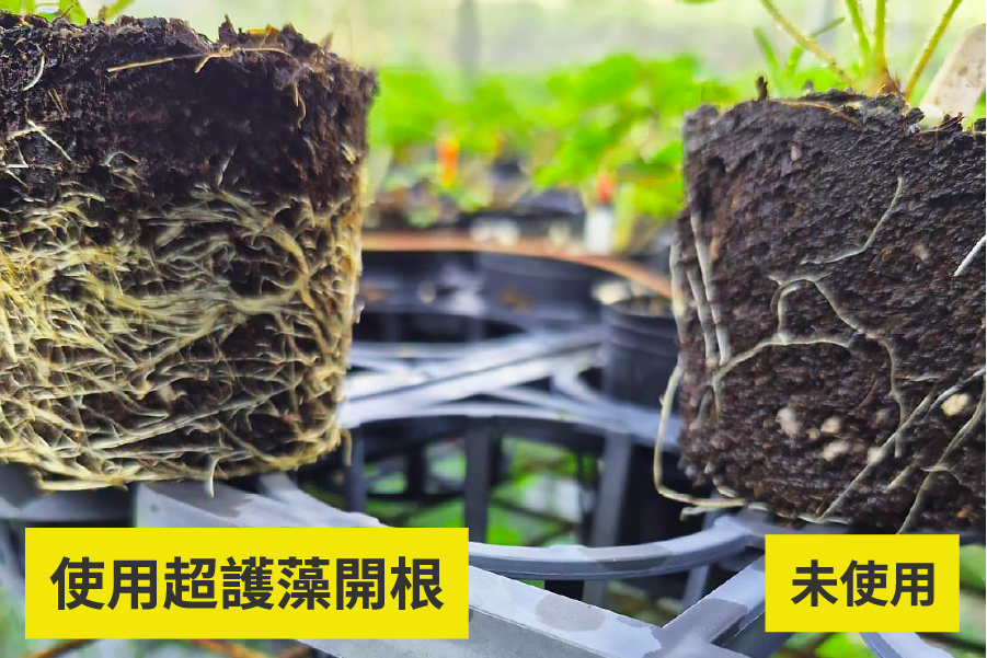使用超護藻開根的區域,更多、更旺盛,和未使用的根系有顯著差異。