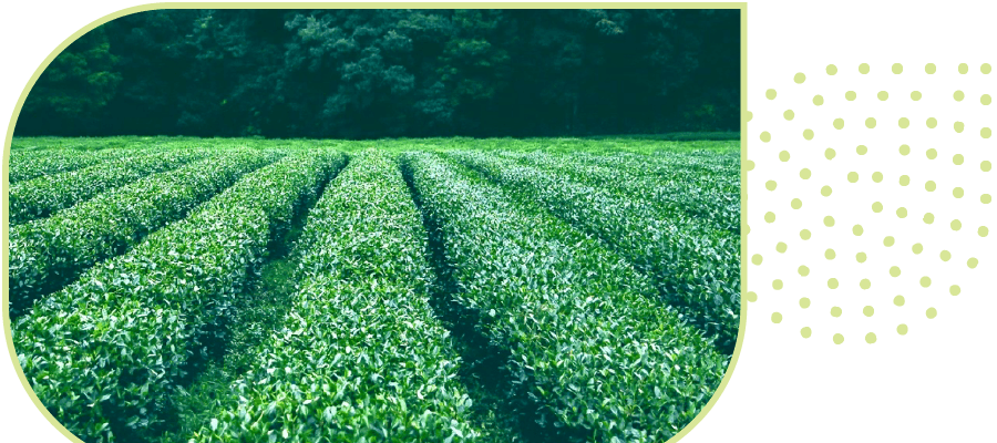 你是否曾想過,大自然中是否存在一種物質,可以保護農作物免受害蟲的侵害,而又無毒無害?這篇文章將帶你深入了解茶皂素,以及如何利用茶皂素讓作物免於蟲害,來減少農藥使用,實現更環保的農業栽培方式。